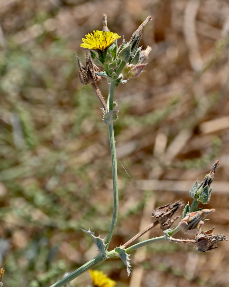Изображение особи Helminthotheca echioides.