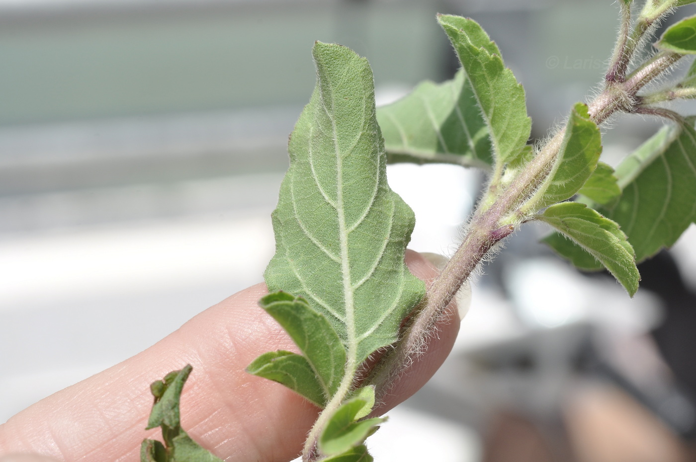 Изображение особи семейство Lamiaceae.