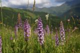 Gymnadenia conopsea. Соцветие. Чечня, Шаройский р-н, огромный субальпийский луг ок. самого южного участка леса между селом Хакмадой и хутором Хочелдой. 3 июля 2024 г.