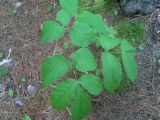 genus Aralia. Аралия голостебельная. Aralia nudicaulis. В природе. Галифакс 01.06.2026.