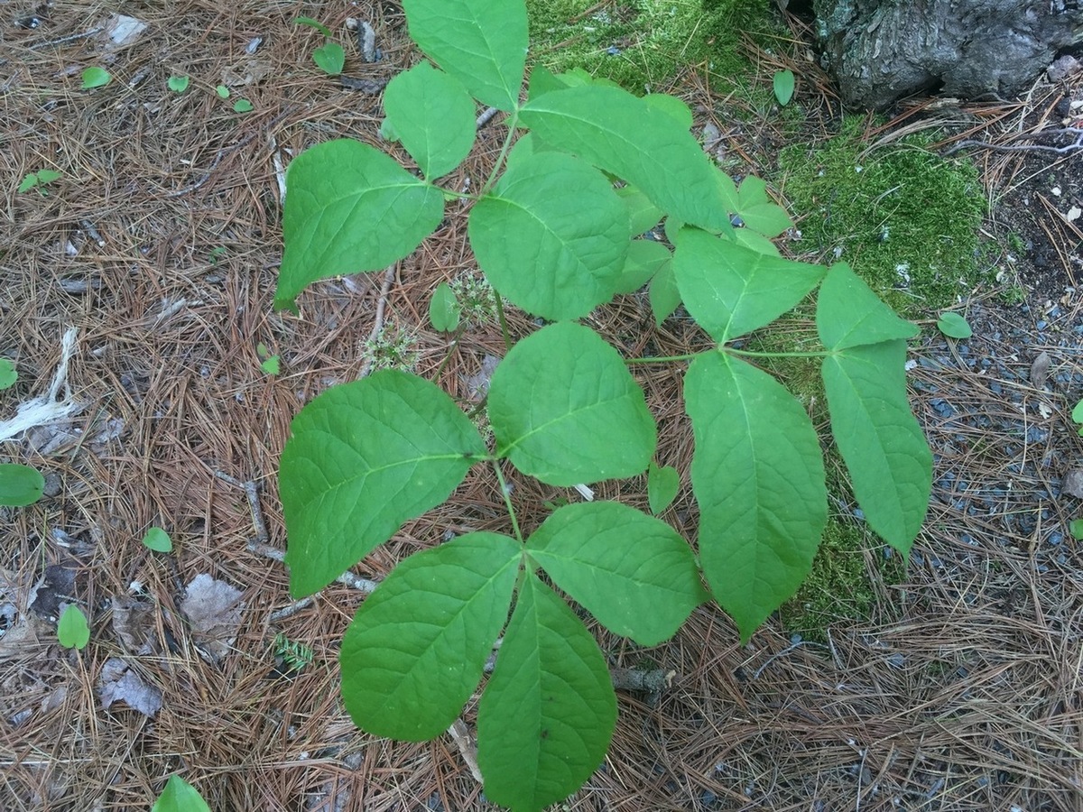 Изображение особи род Aralia.