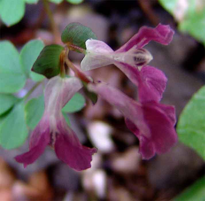 Изображение особи Corydalis caucasica.