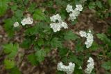 род Crataegus. Цветущая ветвь. Дагестан, Магарамкентский р-н, Самурский лес, широколиственный лес, подлесок. 02.05.2026.