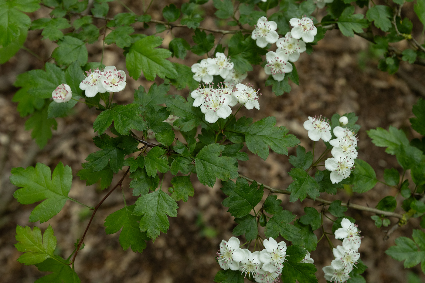 Image of genus Crataegus specimen.