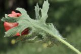 View full-size image Papaver hybridum