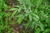 род Salix