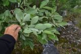 род Salix. Листья (вид на абаксиальную поверхность). Мурманская обл., окр. пос. Росляково, западный берег губы Чалмпушка, на берегу небольшие заросли. 8 июля 2026 г.