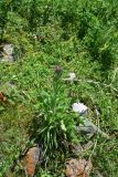 род Cynoglossum. Цветущее растение. Грузия, край Самцхе-Джавахети, Ахалцихский муниципалитет, окр. водопада Чанчкери, луг. 10 июня 2026 г.