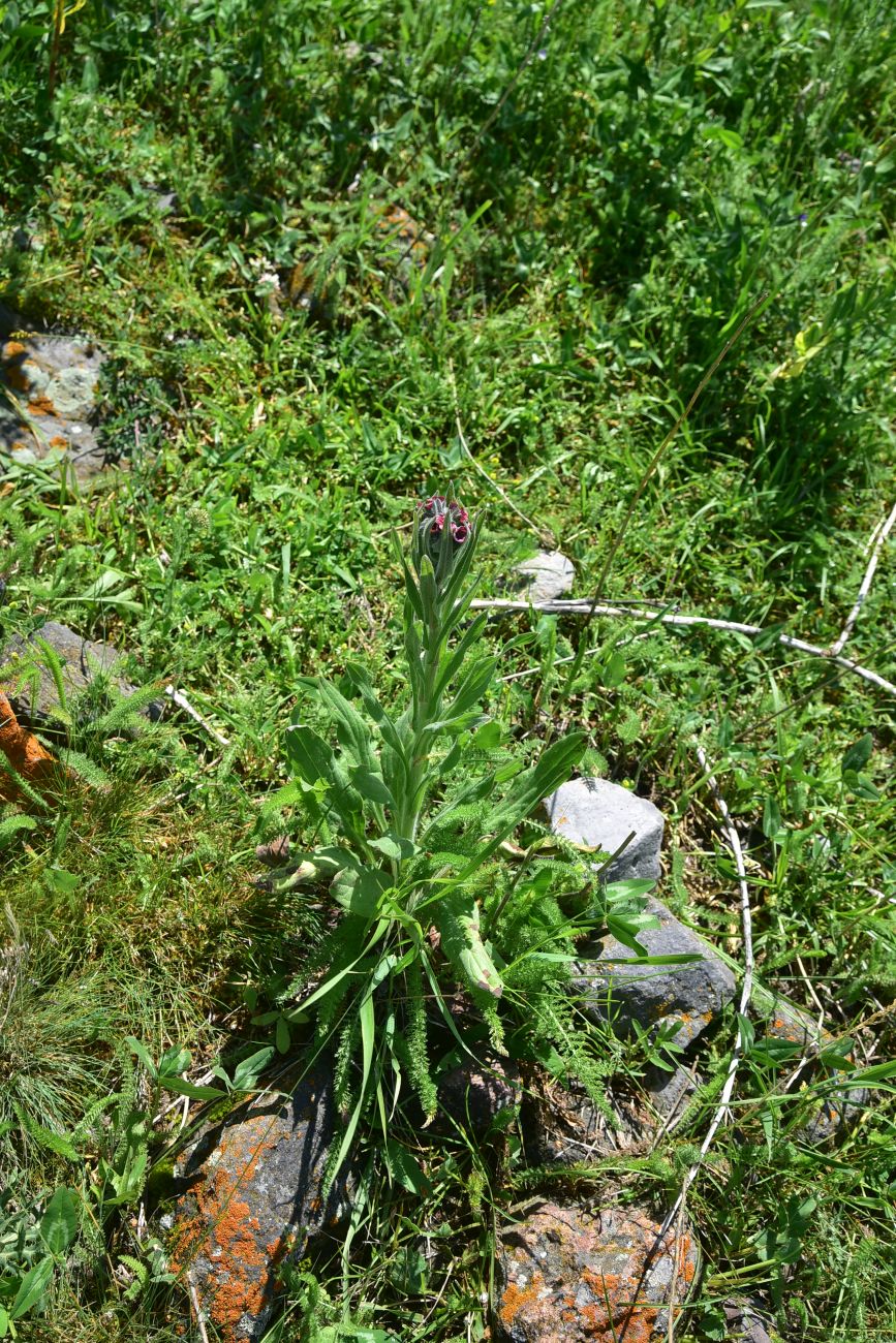Изображение особи род Cynoglossum.