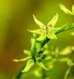 Veratrum anticleoides. Часть соцветия. Хабаровский край, р-н имени Лазо, верховье р. Ко, выс. ≈ 1175 м н.у.м., в зарослях кедрового стланика на замоховелой каменной россыпи. 01.08.2026.