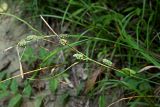 Carex grioletii. Верхние части плодоносящих побегов. Краснодарский край, муниципальное образование город-курорт Сочи, Адлерский р-н, Кудепстинский сельский округ, окр. пос. Дубравный, Кудепстинский дендропарк, широколиственный лес, берег пересыхающего ручья. 05.07.2024.