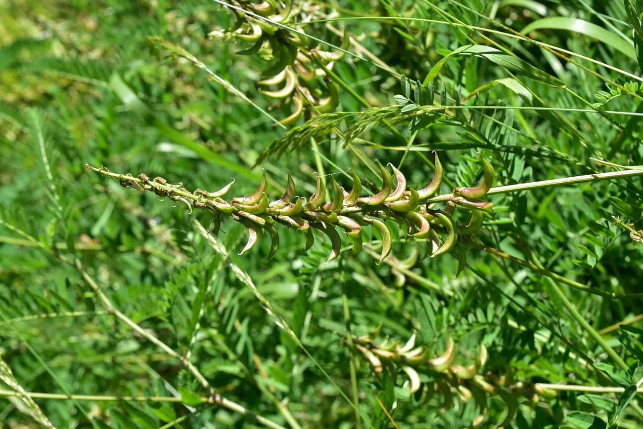 Image of Unknown species specimen.