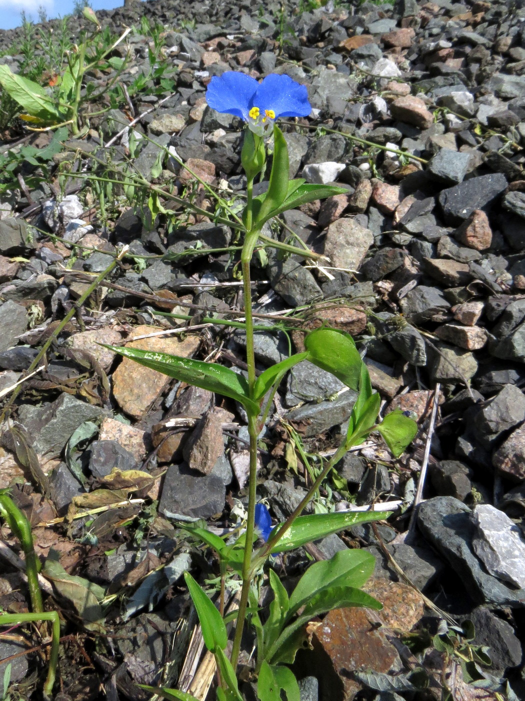 Image of Commelina communis specimen.