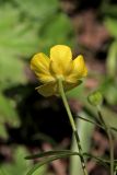 Ranunculus fallax