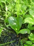 Platanthera bifolia