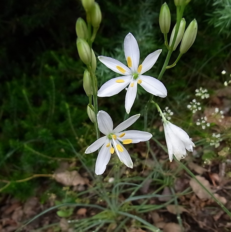 Изображение особи Anthericum liliago.