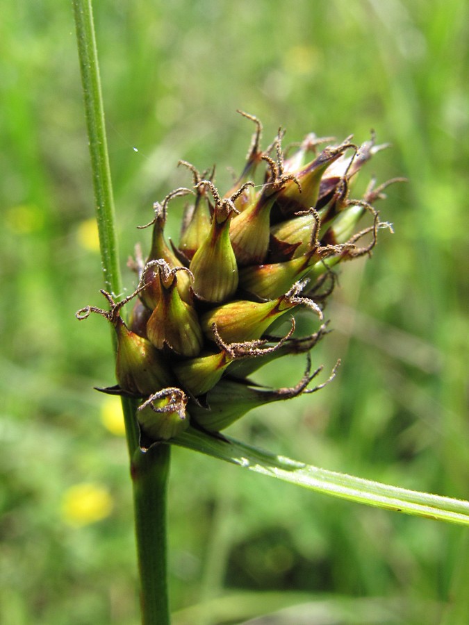 Image of Carex melanostachya specimen.