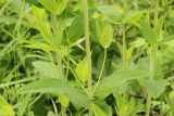 Hypericum ascyron