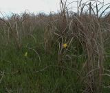 Imperata cylindrica