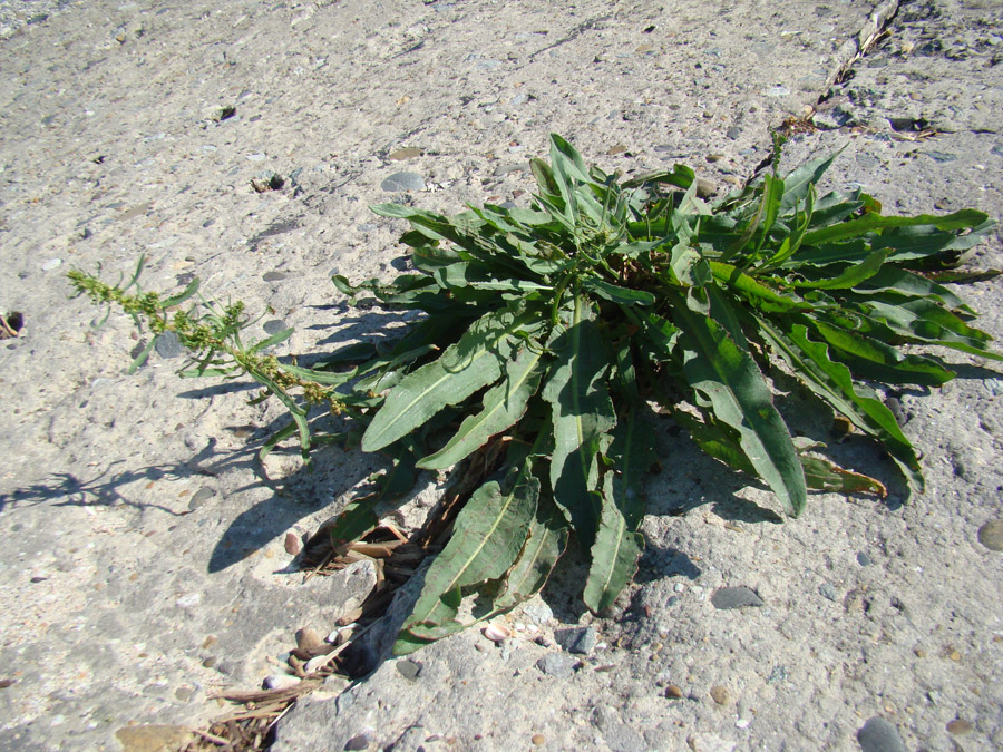 Image of Rumex maritimus specimen.