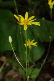 Dolichorrhiza renifolia. Верхняя часть цветущего побега. Республика Карачаево-Черкесия, Домбай, правый берег р. Аманауз, 1500 м н.у.м. 05.07.2011.