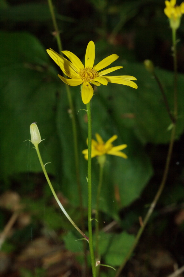 Image of Dolichorrhiza renifolia specimen.
