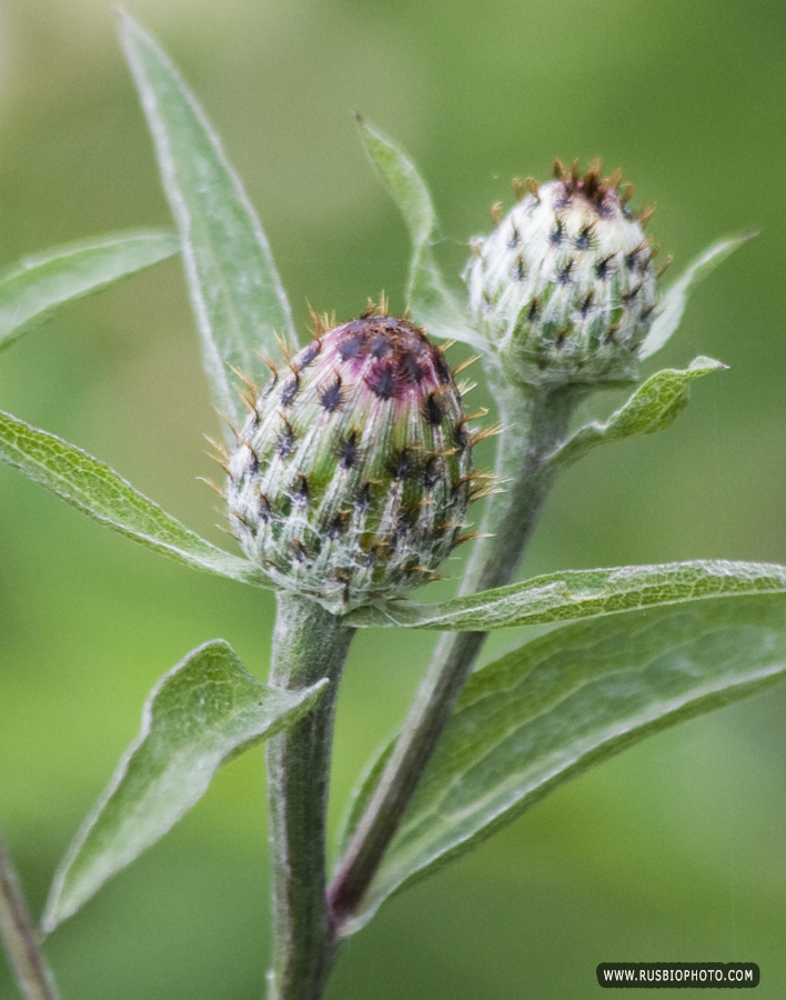 Изображение особи Centaurea salicifolia.