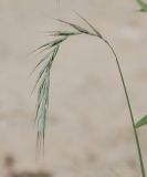 Elymus sibiricus