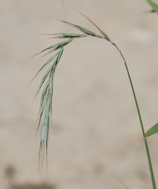 Image of Elymus sibiricus specimen.