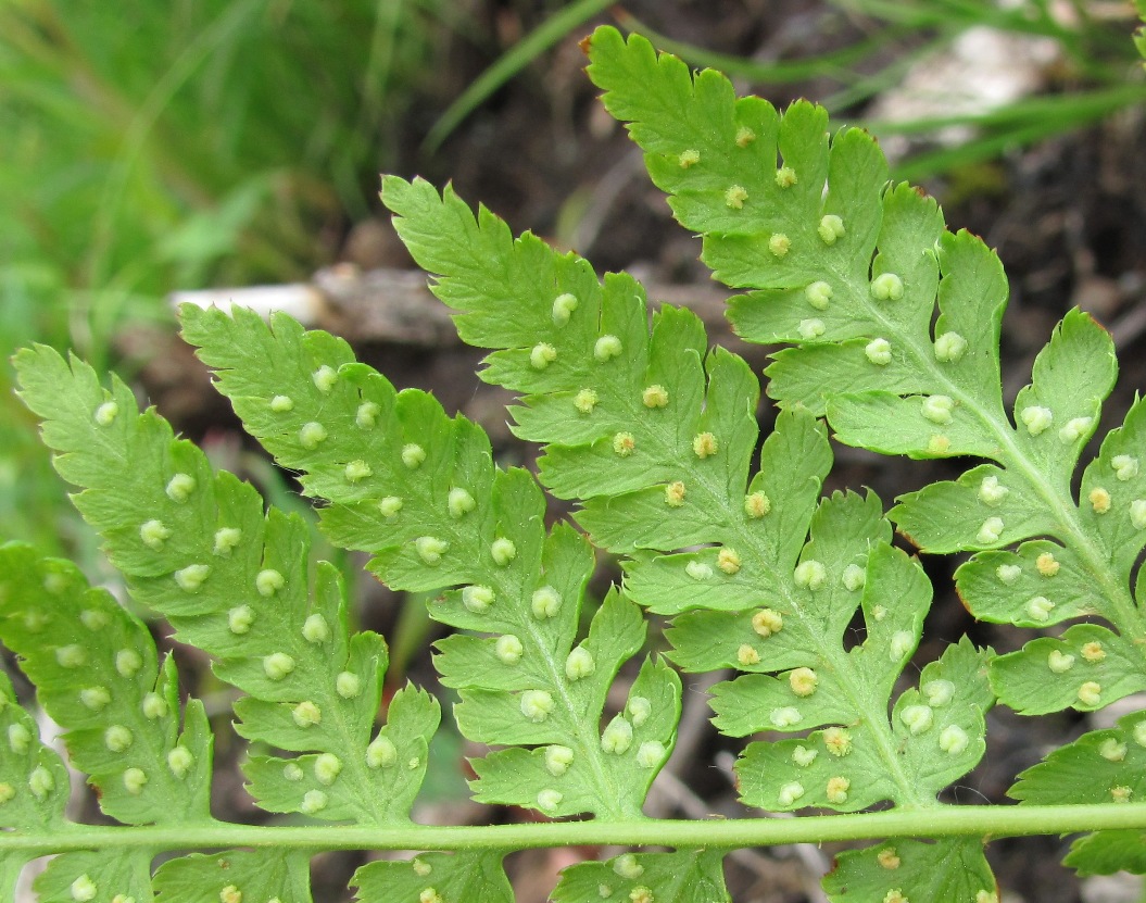 Изображение особи род Dryopteris.