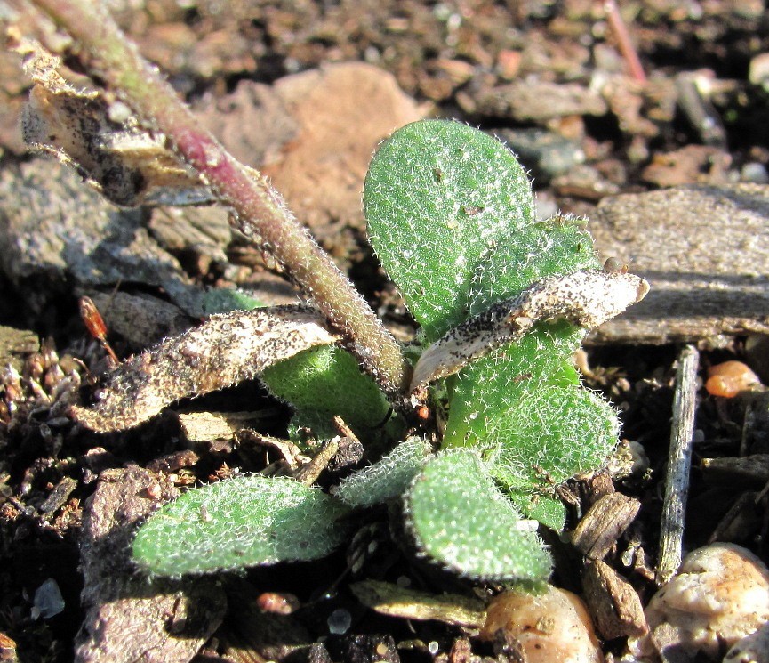 Изображение особи Arabis borealis.