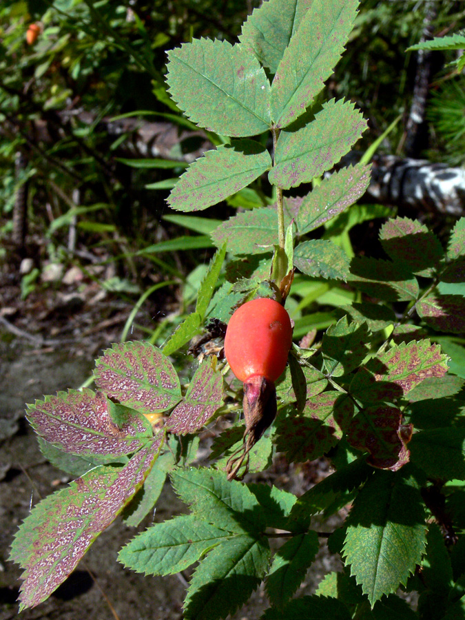 Image of Rosa acicularis specimen.