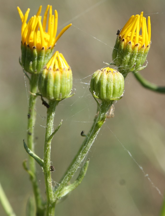 Image of Senecio borysthenicus specimen.