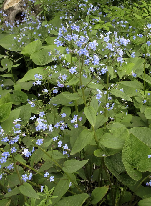 Image of Brunnera macrophylla specimen.