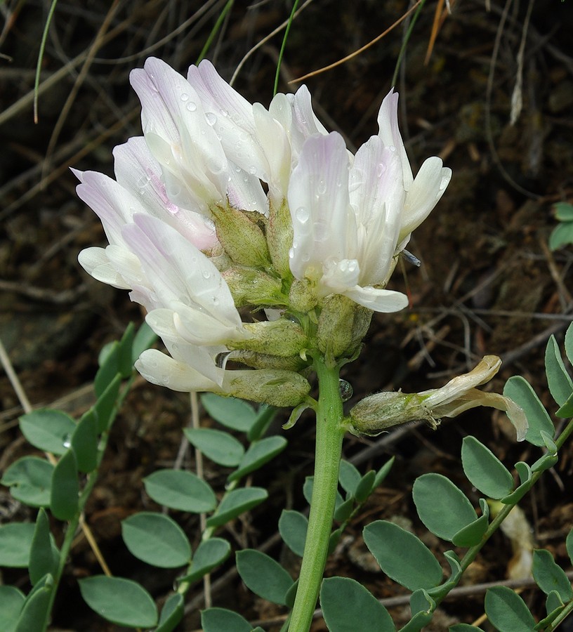 Image of Astragalus physocarpus specimen.