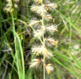 Pennisetum orientale. Часть соцветия. Копетдаг, Чули. Май 2011 г.