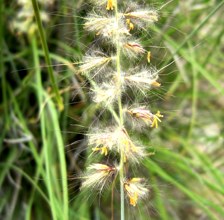 Изображение особи Pennisetum orientale.