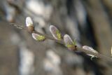 Salix myrsinifolia. Ветвь с раскрывающимися почками. Москва, Кузьминский лесопарк. 25.04.2006.