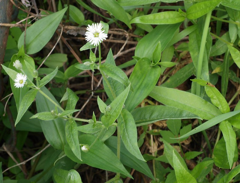 Изображение особи Fimbripetalum radians.