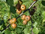 Pyrus ussuriensis. Часть ветви с плодами. Приморье, окр. Артёма, Владивостокский аэропорт \"Кневичи\". 24.08.2009.