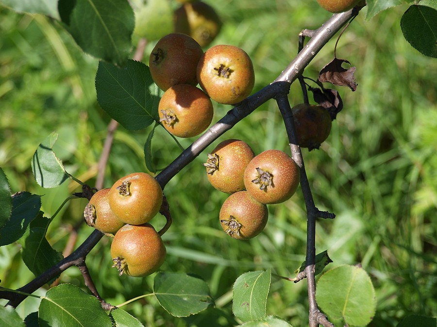 Image of Pyrus ussuriensis specimen.