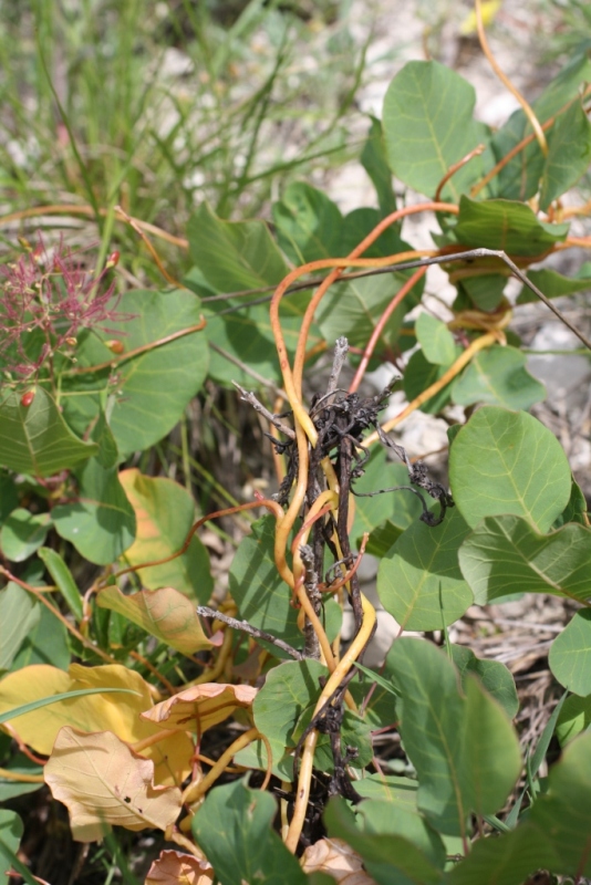 Image of Cuscuta monogyna specimen.