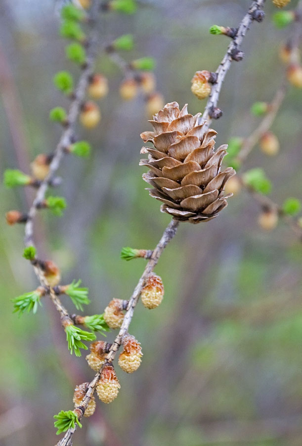 Image of Larix kaempferi specimen.