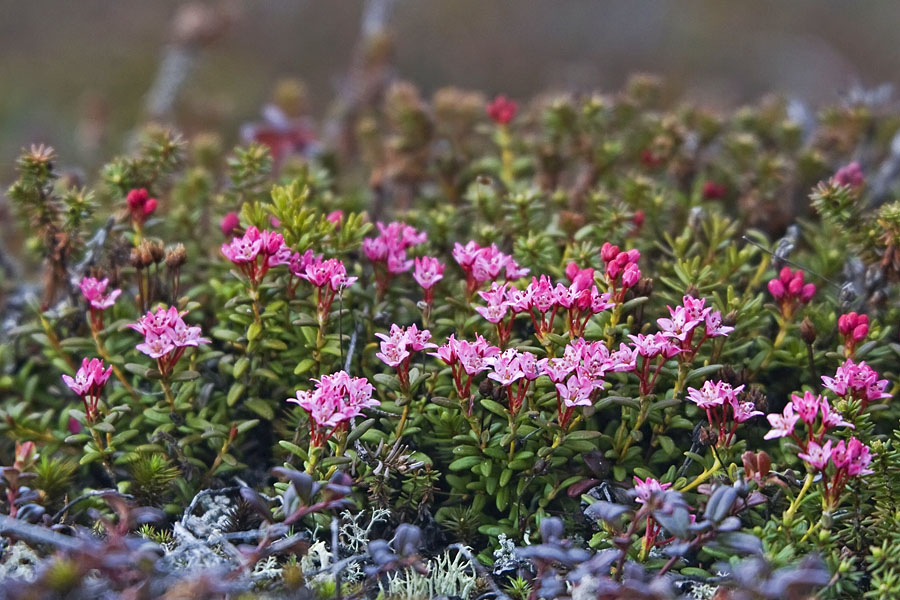 Image of Loiseleuria procumbens specimen.