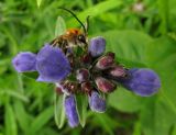 Image of taxon representative. Author is Николай Степанов