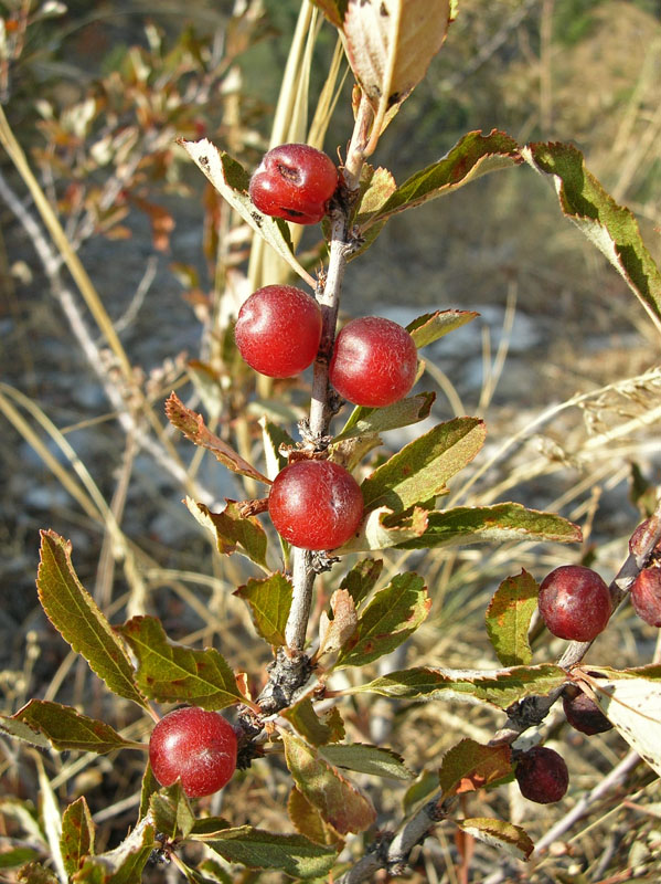 Image of Cerasus erythrocarpa specimen.