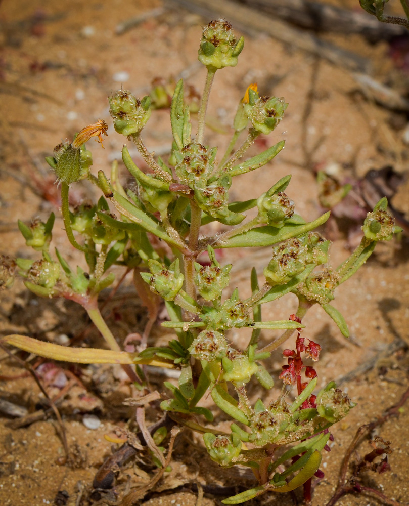 Image of Plantago sarcophylla specimen.