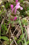 Lamium amplexicaule. Верхушка цветущего растения. Крым, Симферополь, Марьино, степной склон. 14 апреля 2012 г.