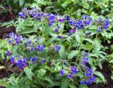 Pulmonaria mollis