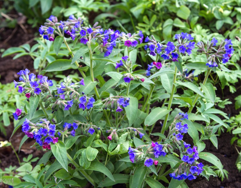 Изображение особи Pulmonaria mollis.